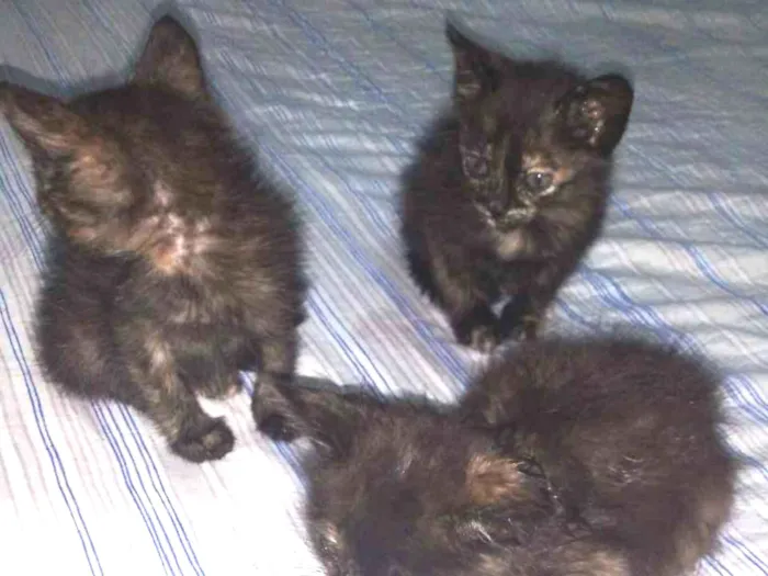 Gato raça DSR idade 2 a 6 meses nome joaquinas