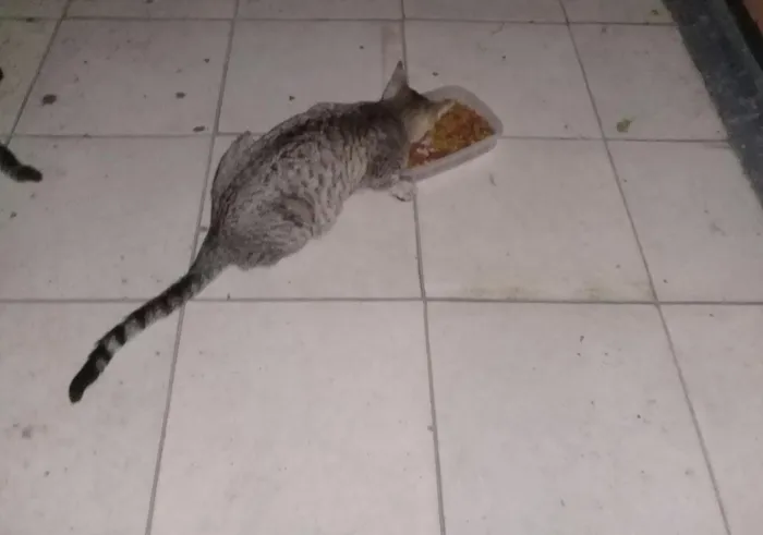 Gato ra a Sem raça idade 2 a 6 meses nome Sem nome