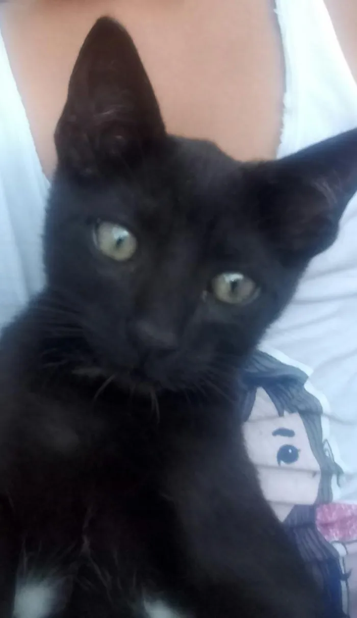 Gato ra a Sem raça idade 2 a 6 meses nome Sem nome