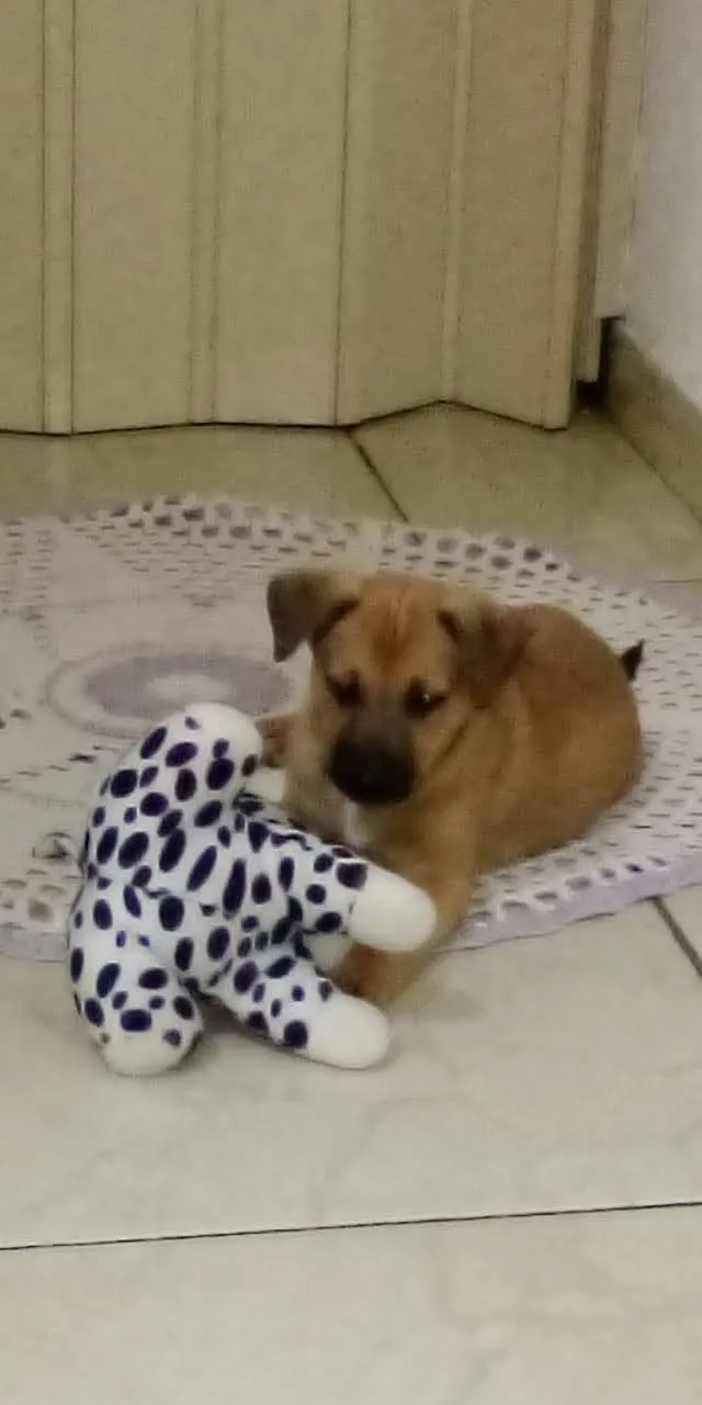 Cachorro ra a Indefinida com pastor alemão idade 2 a 6 meses nome Wyser