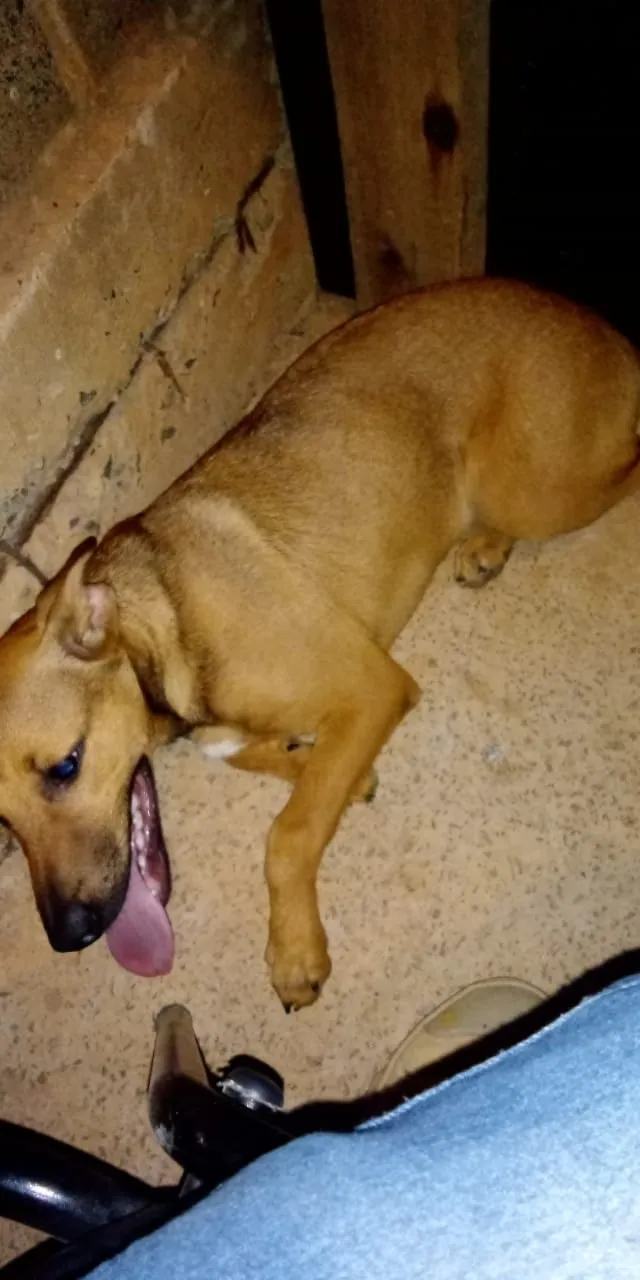 Cachorro ra a Indefinida com pastor alemão idade 2 a 6 meses nome Wyser