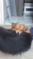 Peludo