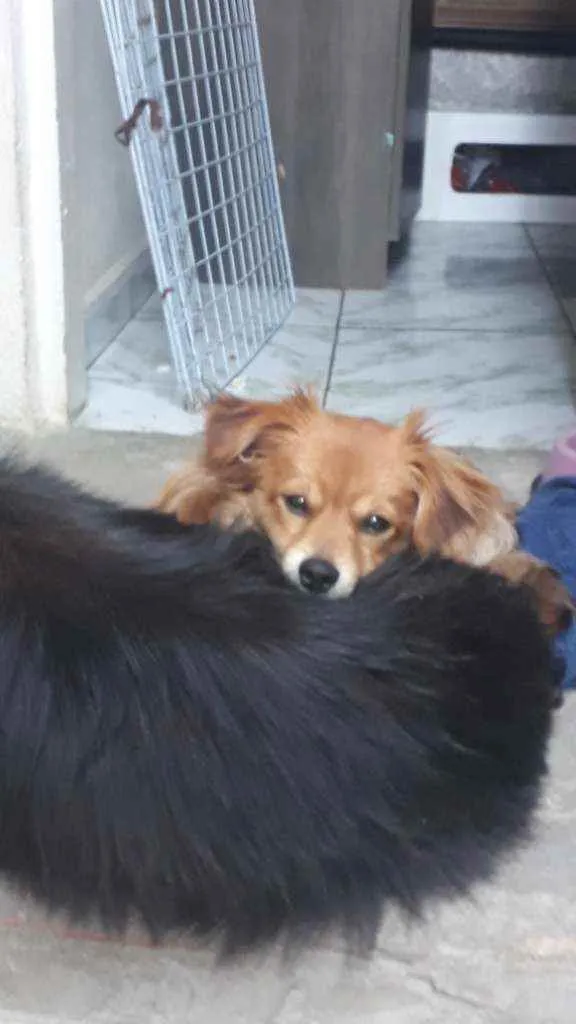 Cachorro ra a  idade 7 a 11 meses nome Peludo