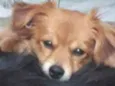 Peludo