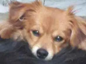 Cachorro ra a  idade 7 a 11 meses nome Peludo