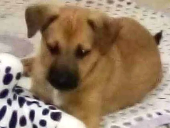Cachorro ra a Indefinida com pastor alemão idade 2 a 6 meses nome Wyser