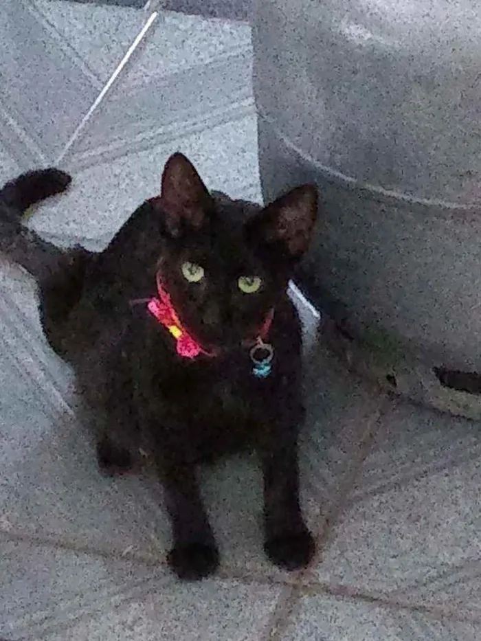 Gato raça Não sei idade Abaixo de 2 meses nome Aínda sem nomes
