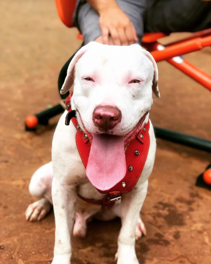 Cachorro ra a Pitbull  idade 2 anos nome Zeus 