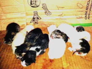 Gato raça Não sei idade Abaixo de 2 meses nome Aínda sem nomes
