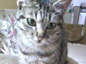 Gato raça Srd idade 2 a 6 meses nome Mimi bb linda 