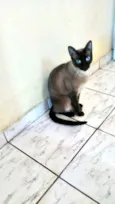 Gato raça Siamês  idade 2 a 6 meses nome Booby lindo bb 