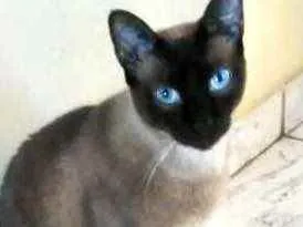 Gato raça Siamês  idade 2 a 6 meses nome Booby lindo bb 