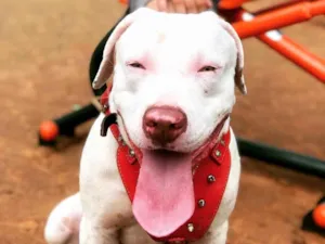 Cachorro raça Pitbull  idade 2 anos nome Zeus 