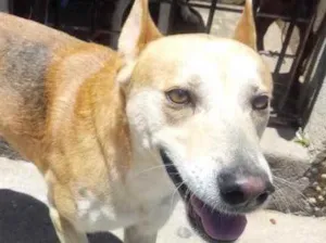 Cachorro raça Srd idade 1 ano nome Trovão lindo Demais 