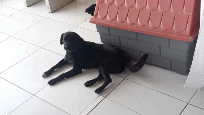 Cachorro ra a Viralata idade 2 anos nome León 