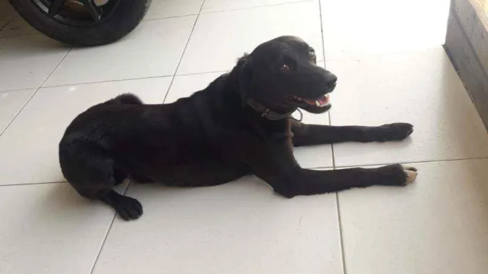 Cachorro ra a Viralata idade 2 anos nome León 