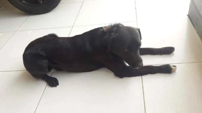 Cachorro ra a Viralata idade 2 anos nome León 