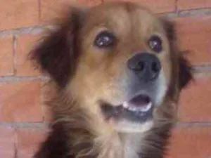 Cachorro raça Srd idade 1 ano nome Toddy lindo Caozinho