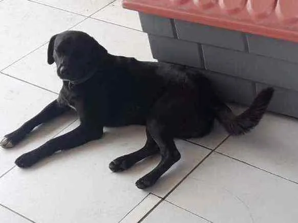 Cachorro ra a Viralata idade 2 anos nome León 