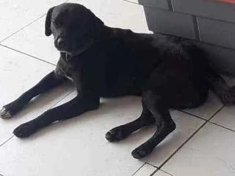 Cachorro ra a Viralata idade 2 anos nome León 