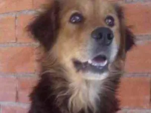 Cachorro raça Srd  idade 1 ano nome Toddy lindo demais 