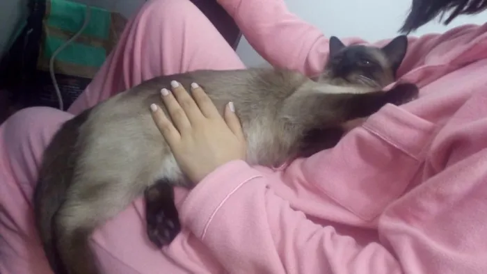 Gato ra a Siames idade 2 anos nome Gatão