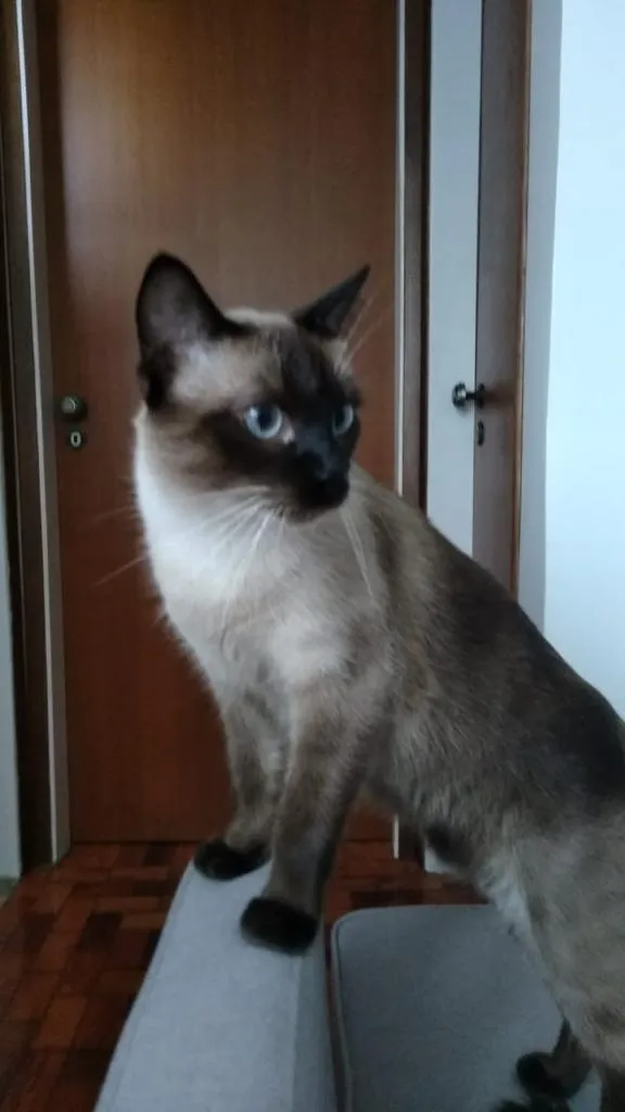 Gato ra a Siames idade 2 anos nome Gatão