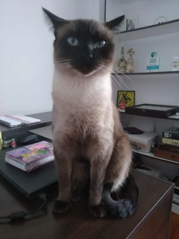 Gato ra a Siames idade 2 anos nome Gatão