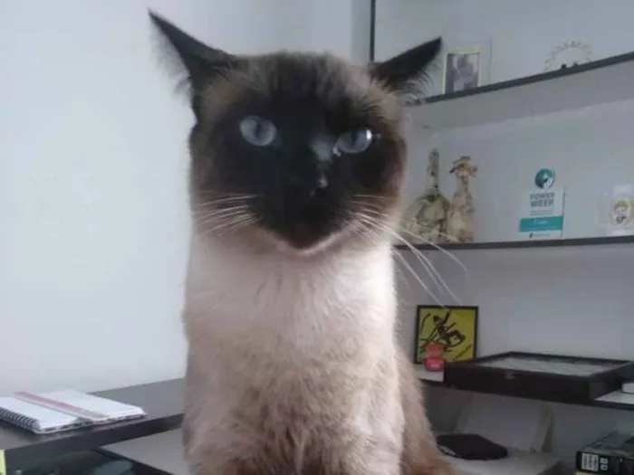 Gato ra a Siames idade 2 anos nome Gatão