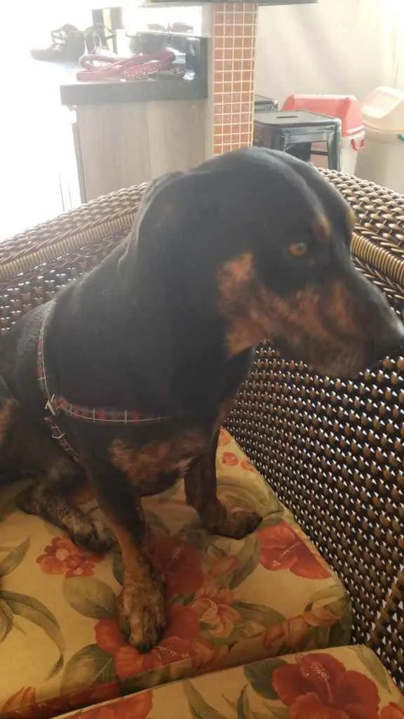 Cachorro ra a SRD idade 2 anos nome Jonh