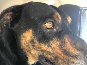 Cachorro raça SRD idade 2 anos nome Jonh