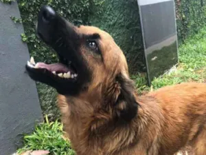 Cachorro raça SRD idade 2 anos nome Hary