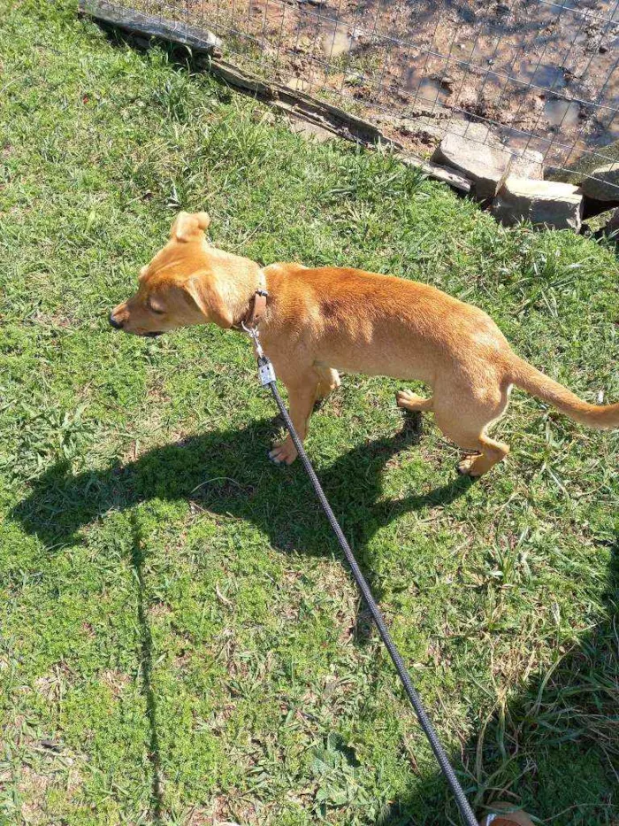 Cachorro ra a  idade 7 a 11 meses nome Bob