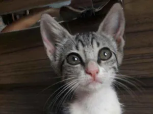 Gato raça Sem raça definifa idade 2 a 6 meses nome Sem nome definifo
