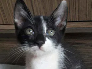 Gato raça Sem raça definifa idade 2 a 6 meses nome Sem nome definifo