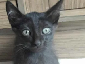 Gato raça Sem raça definifa idade 2 a 6 meses nome Sem nome definifo