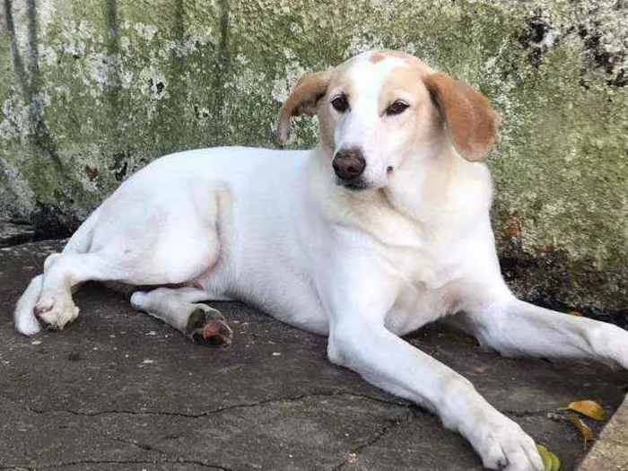 Cachorro raça SRD idade 2 anos nome Thor