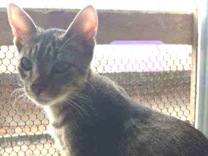 Gato raça SRD idade 7 a 11 meses nome Fisher