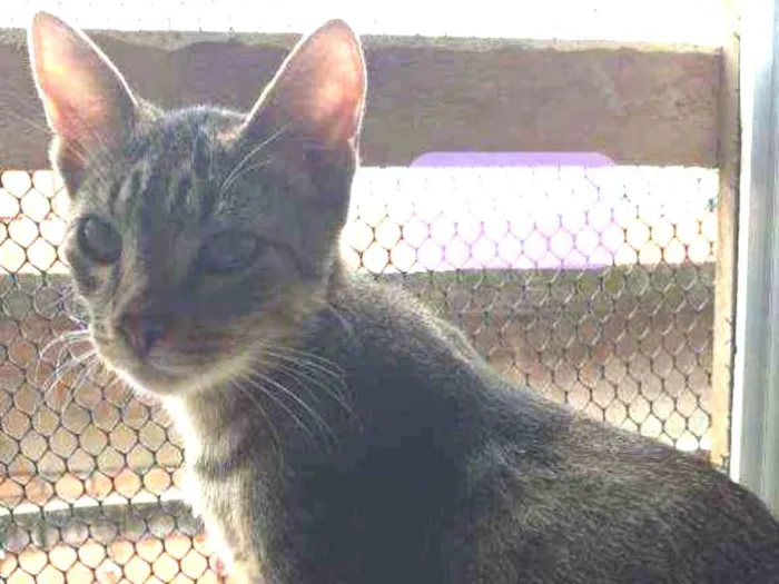 Gato ra a SRD idade 7 a 11 meses nome Fisher