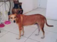 BONITA