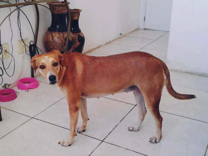 Cachorro raça Perdigueiro  idade 2 anos nome BONITA