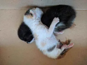 Gato raça  idade Abaixo de 2 meses nome não possui nome