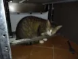 Fred