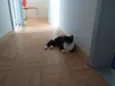 Zilu