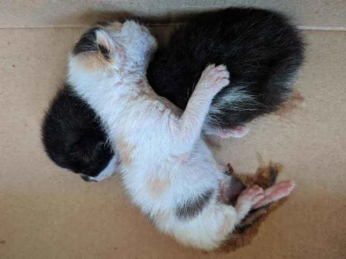 Gato raça  idade Abaixo de 2 meses nome não possui nome