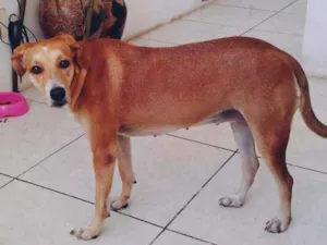 Cachorro raça Perdigueiro  idade 2 anos nome BONITA