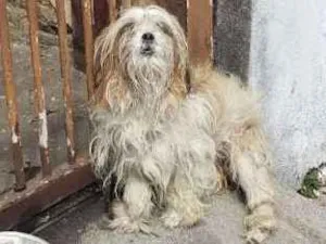 Cachorro raça SHITZU idade  nome PERDIDO