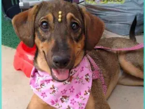 Cachorro raça canino idade 7 a 11 meses nome Miucha
