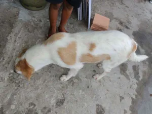 Cachorro raça Pastor com vira lata  idade 1 ano nome Linda