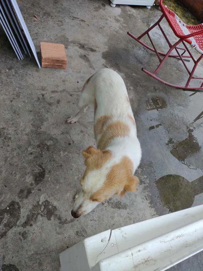 Cachorro raça Pastor com vira lata  idade 1 ano nome Linda